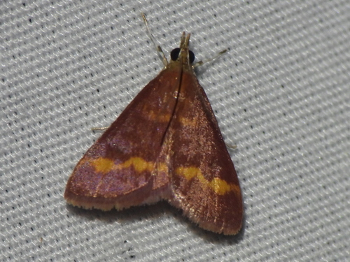 Yellow-banded Pyrausta Moth and Allies photo 5