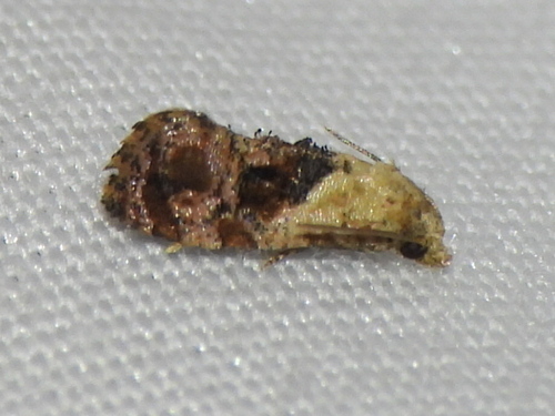 Banded Sunflower Moth photo 3