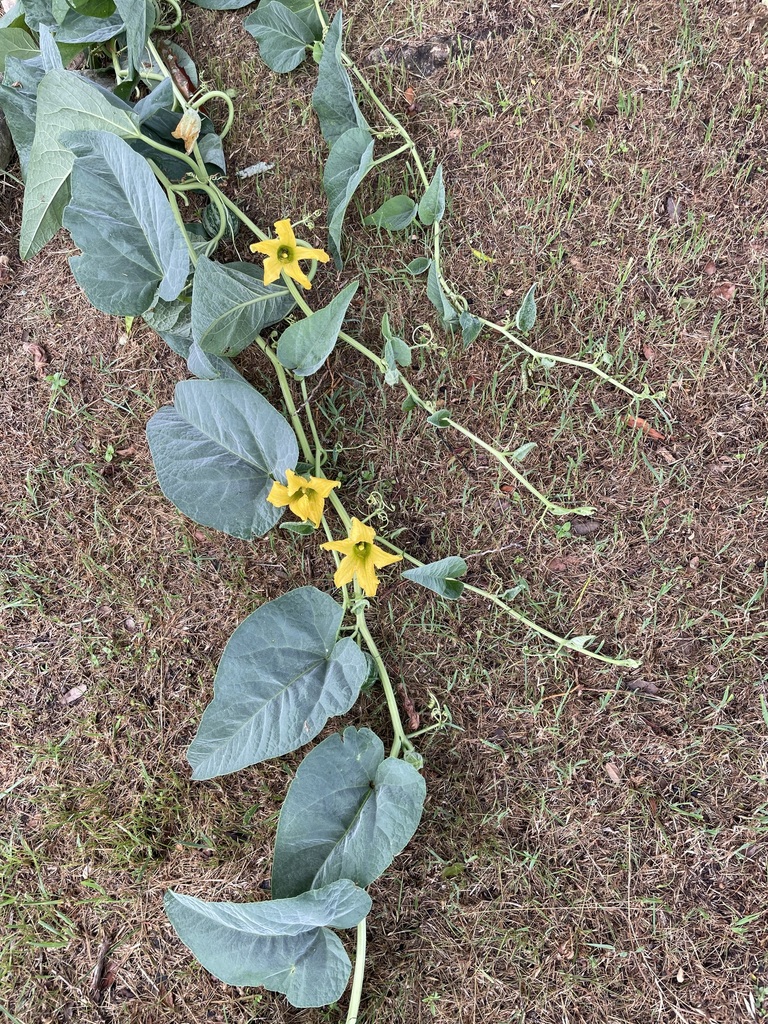 Buffalo Gourd from Highland Lake Estates, Lago Vista, TX 78645, USA on ...