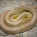 Eastern Yellow-bellied Racer - Photo (c) Beren Erkan (herper/photographer), some rights reserved (CC BY-NC), uploaded by Beren Erkan (herper/photographer)