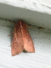 Orthosia transparens