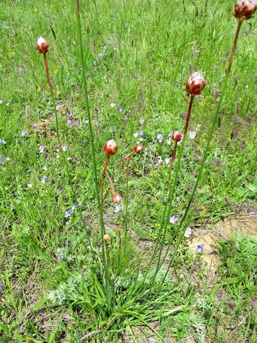 Armeria rumelica