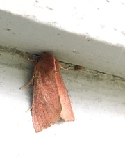 Orthosia transparens