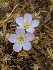 Leptosiphon liniflorus