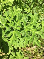 Heracleum sphondylium
