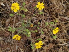 Deinandra pentactis