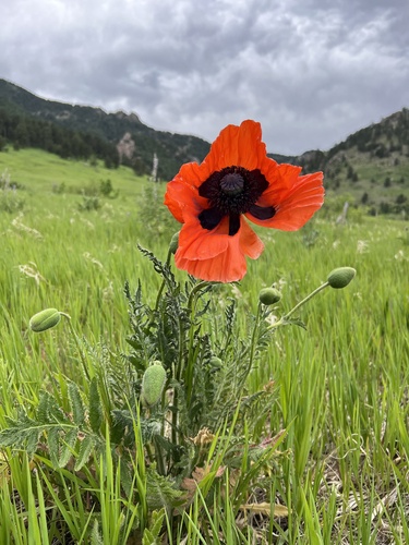 Papaver orientale
