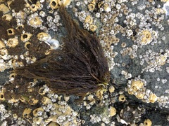 Cryptosiphonia woodii