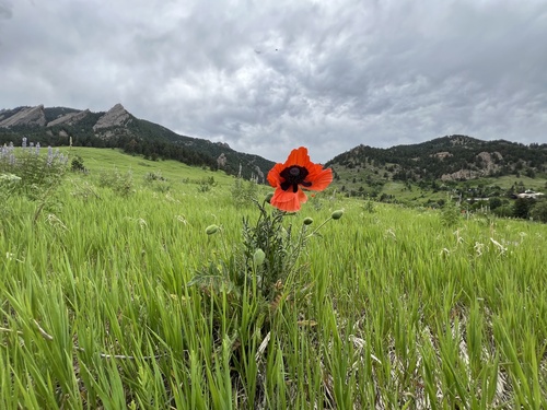 Papaver orientale