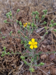 Deinandra pentactis