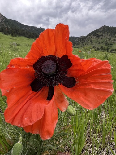 Papaver orientale