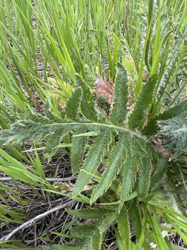Papaver orientale