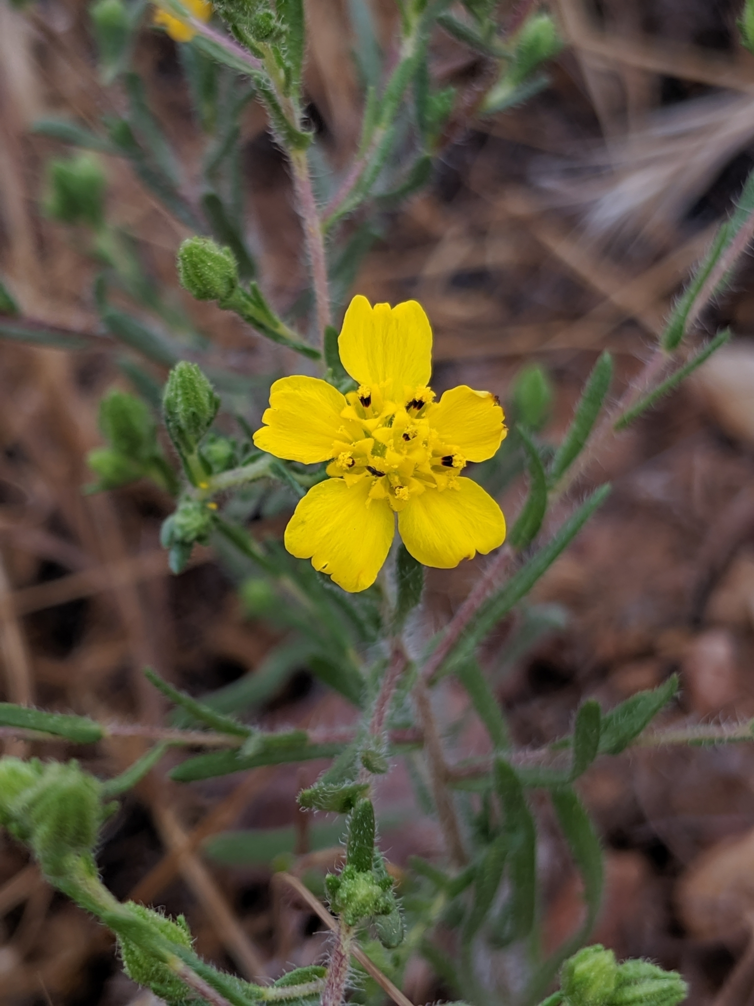 Deinandra pentactis