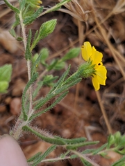 Deinandra pentactis