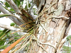Brassavola martiana
