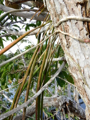 Brassavola martiana