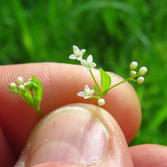 Galium obtusum