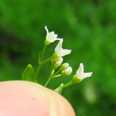 Galium obtusum