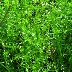 Galium obtusum