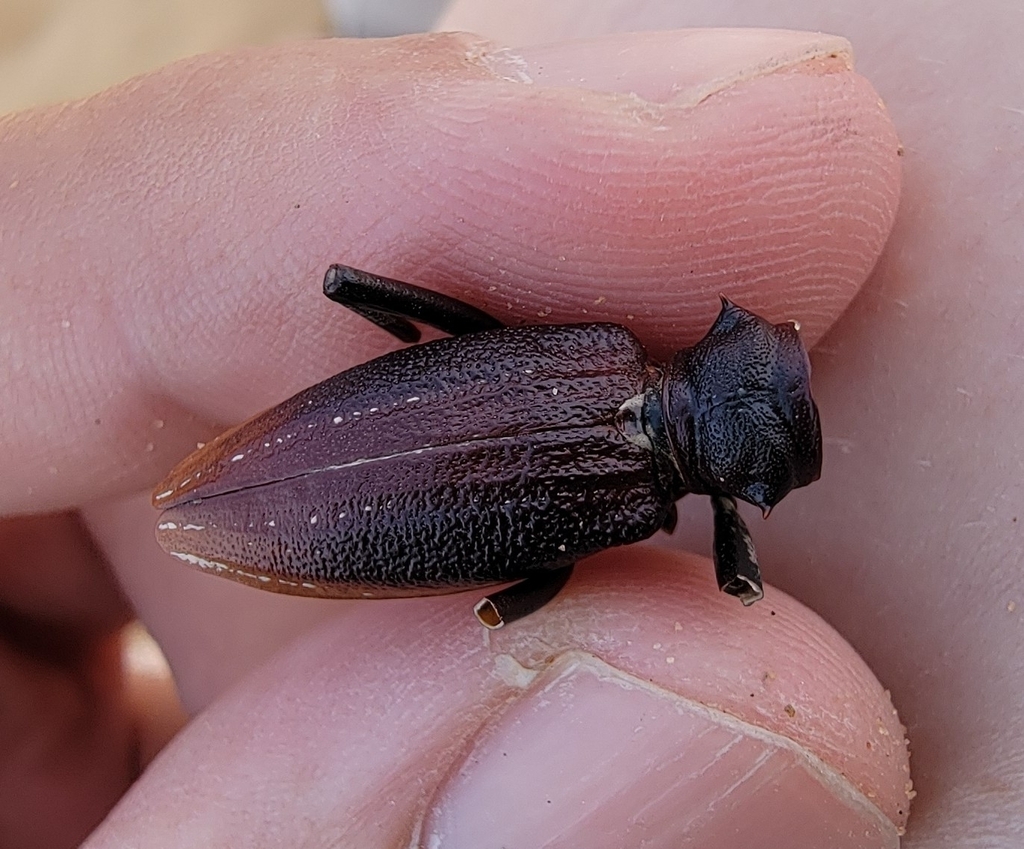 Eodorcadion zhaoi