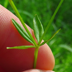 Galium obtusum