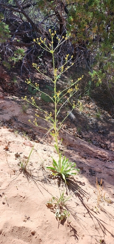 Eriogonum alatum var. alatum