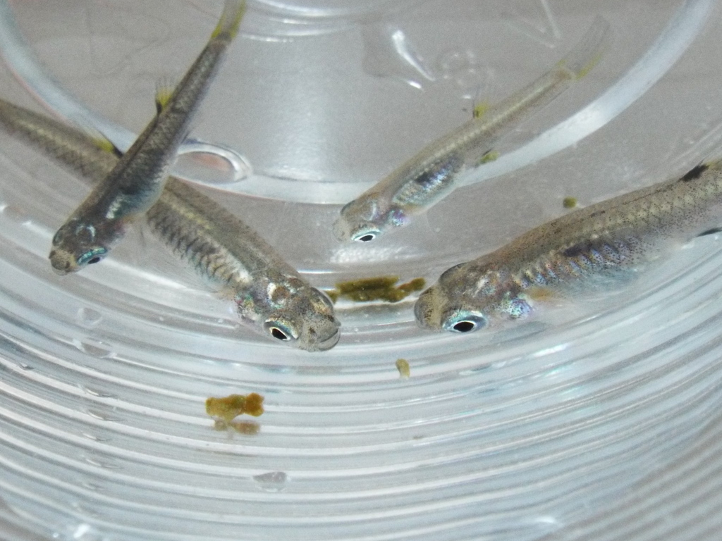 San Jeronimo livebearer (Poeciliopsis fasciata) — Poeciliidae