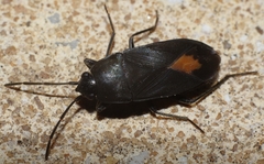 Aphanus rolandri