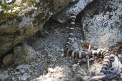 Lampropeltis zonata