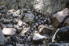 Lampropeltis zonata