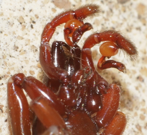 Dasumia laevigata · iNaturalist