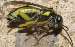Rhogogaster picta