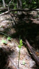 Carex hirsutella