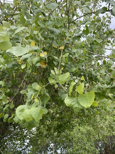 iNaturalist observation photo of Frémont Cottonwood