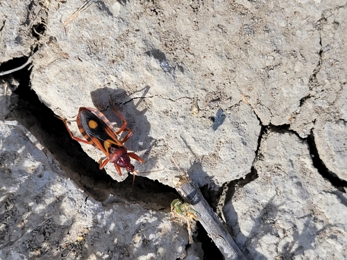 Western Corsair Bug photo 3