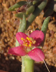 Portulaca trianthemoides