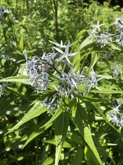 Amsonia illustris