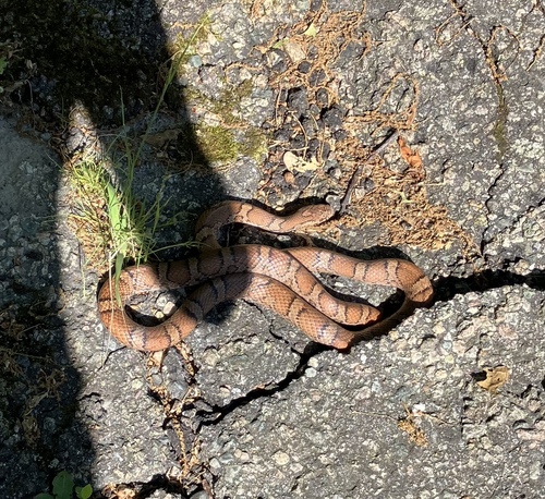 Milk Snake
