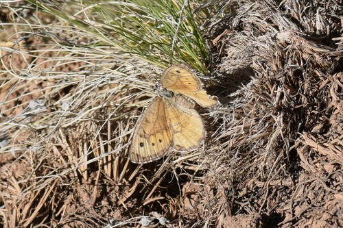Oeneis daura