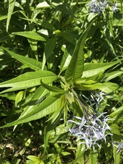 Amsonia illustris
