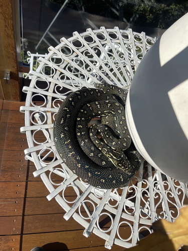 Diamond Python sighting