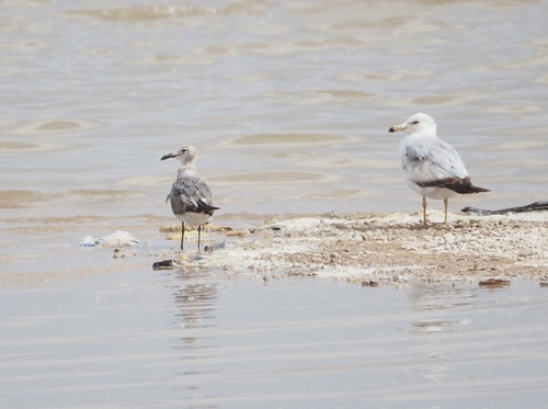 Laughing Gull photographed in New Mexico