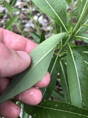 Amsonia illustris