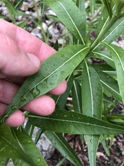 Amsonia illustris