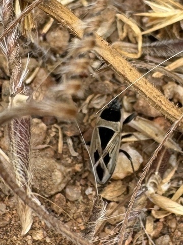 Mediterranean Seed Bug photo 4