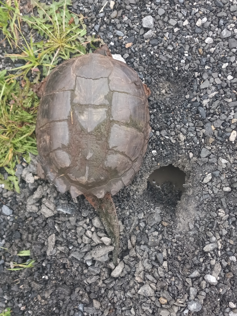 Common Snapping Turtle from Hightown, VA 24465, USA on June 2, 2024 at ...