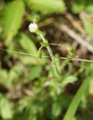 Cerastium nutans
