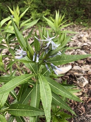 Amsonia illustris