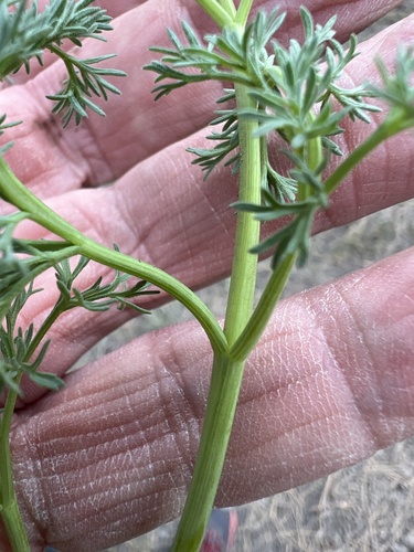 Image of Lomatium refugianum by no rights reserved