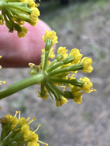 Image of Lomatium refugianum by no rights reserved